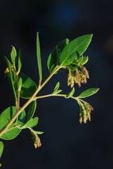 Arctostaphylos densiflora