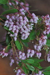 Arctostaphylos densiflora