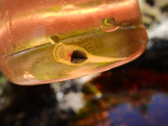 Heleophryne purcelli