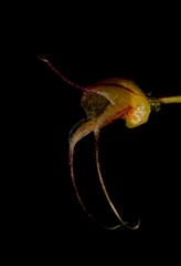 Masdevallia nidifica