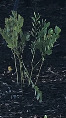 Tracheophyta