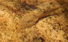 Heleophryne purcelli