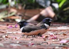 Spermestes fringilloides