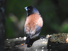 Spermestes bicolor nigriceps