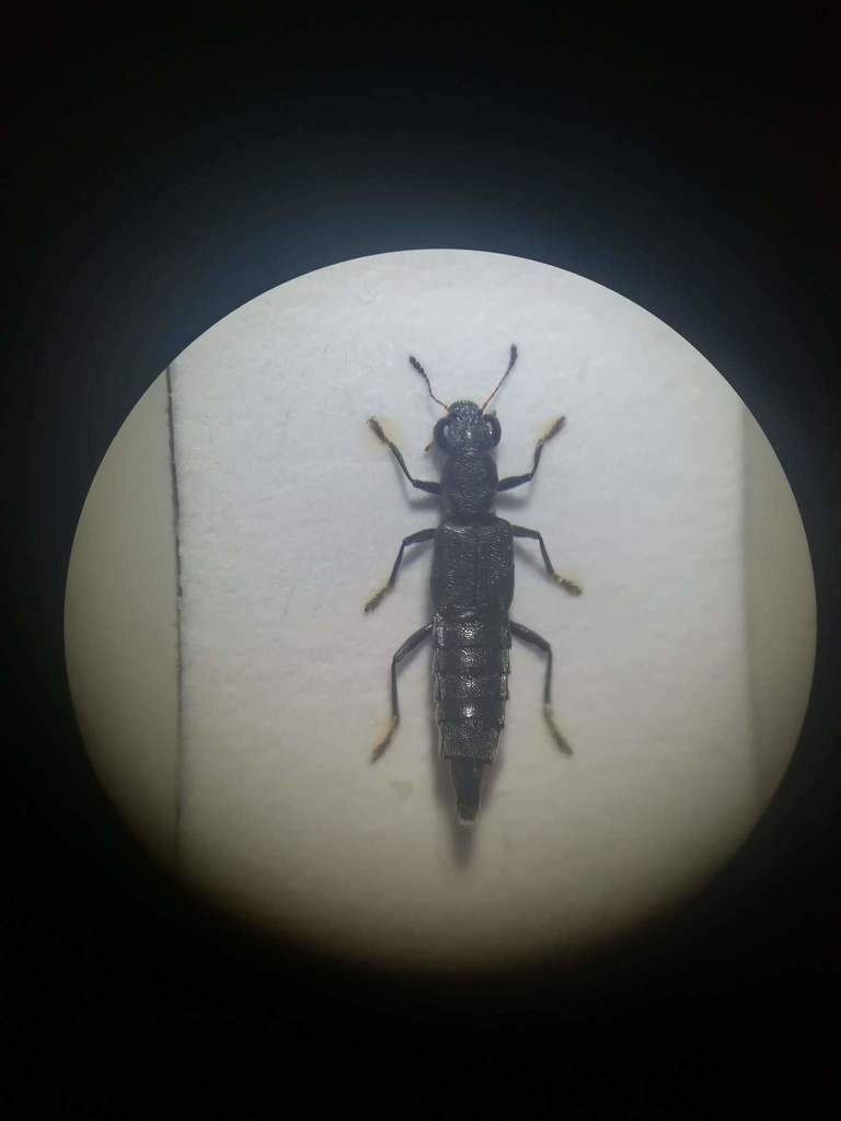 Stenus pallitarsis