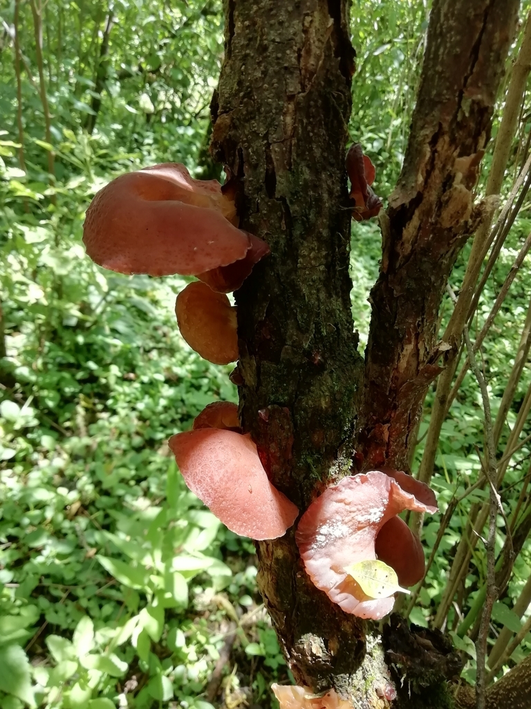 Auricularia fuscosuccinea · January 2021 · photo: © gonza_martinez35 (iNaturalist, cc-by)