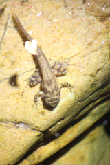 Heleophryne purcelli