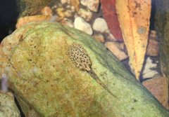 Heleophryne purcelli