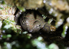 Heleophryne purcelli