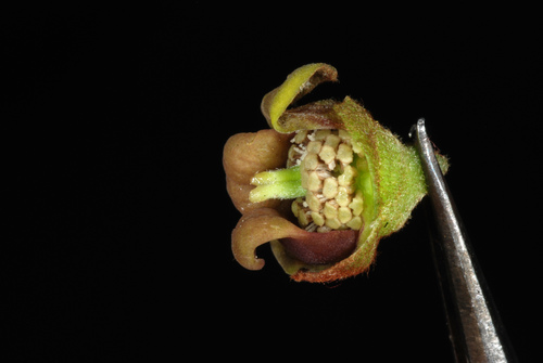 Asimina parviflora
