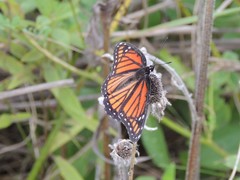 Limenitis archippus