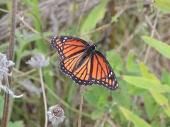 Limenitis archippus