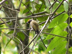 Picumnus olivaceus