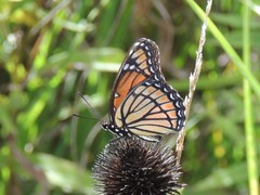 Limenitis archippus