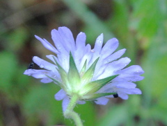 Knautia integrifolia
