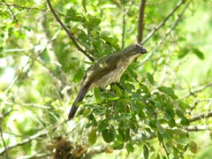 Saltator striatipectus