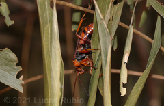 Tachypompilus erubescens