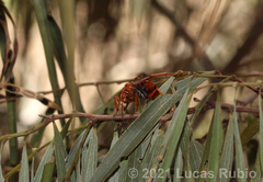 Tachypompilus erubescens