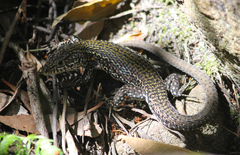 Tropidosaura gularis