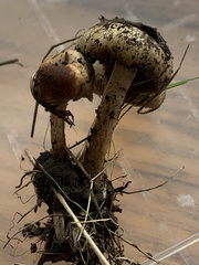 Meottomyces dissimulans