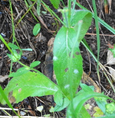 Knautia integrifolia