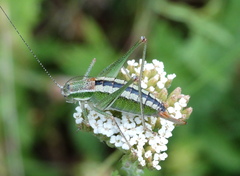 Poecilimon macedonicus