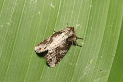 Disphragis tharis