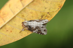 Disphragis tharis