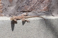 Agama lionotus