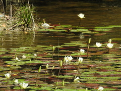 Nymphaea ampla