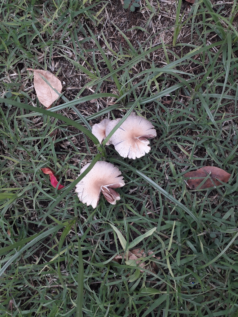 Candolleomyces candolleanus · February 2021 · photo: © elbeltrocco (iNaturalist, cc-by)