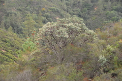 Arctostaphylos gabilanensis