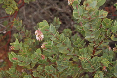 Arctostaphylos gabilanensis