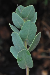 Arctostaphylos gabilanensis