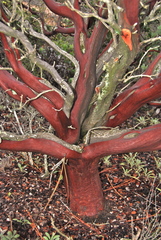 Arctostaphylos gabilanensis