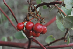 Arctostaphylos gabilanensis