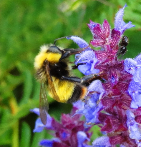 Blood-tailed Bumble Bee