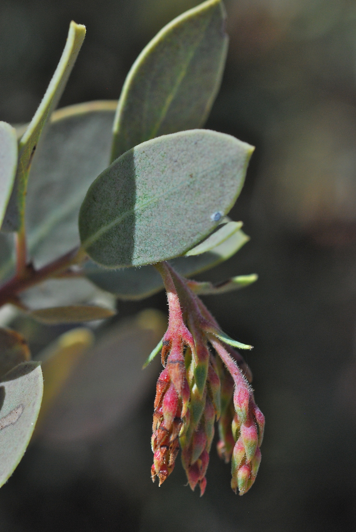 Arctostaphylos glandulosa ssp. adamsii