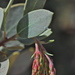 Adams' Manzanita - Photo (c) Jeff Bisbee, some rights reserved (CC BY-NC), uploaded by Jeff Bisbee
