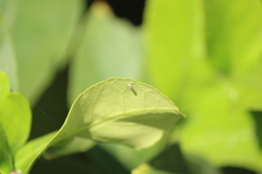 Diaphorina citri