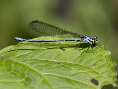 Argia medullaris