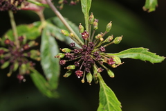 Arracacia atropurpurea