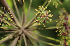 Arracacia atropurpurea