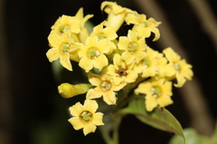 Cestrum anagyris