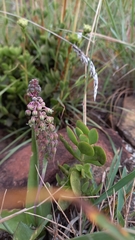 Ledebouria ensifolia