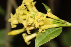 Cestrum anagyris