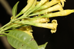 Cestrum anagyris