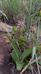 Ledebouria ensifolia
