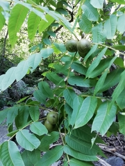 Juglans australis
