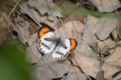 Colotis euippe